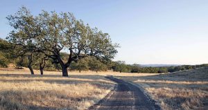 Luxury Real Estate : Neverland | Sycamore Valley Ranch, Finest Residences